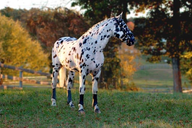 Knabstrupper stallion
